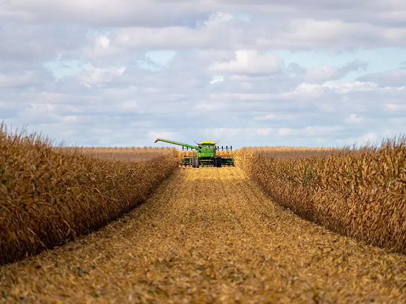 combine in cornfield